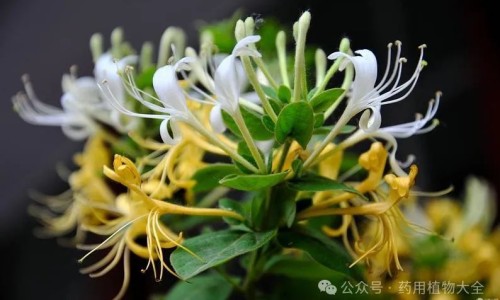 田七花功效作用与主治用量-田七花之功效网- 田七花功效与作用禁忌知识,分享田七花有什么功效