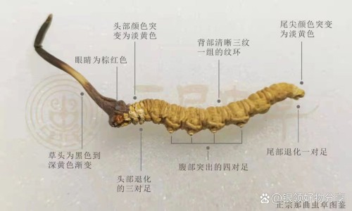 田七花之功效网- 田七花功效与作用禁忌知识,分享田七花有什么功效