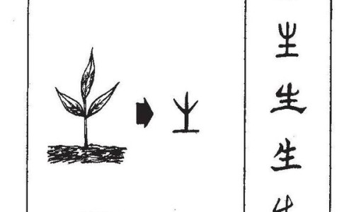 田七花的作用与功效与作用百度知道-田七花之功效网- 田七花功效与作用禁忌知识,分享田七花有什么功效